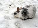 nocciola neve.jpg