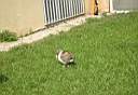 DSCN5575.jpg