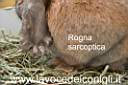 rogna sarcoptica coniglio.jpg