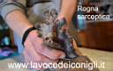 rogna sarcoptica coniglio2.jpg